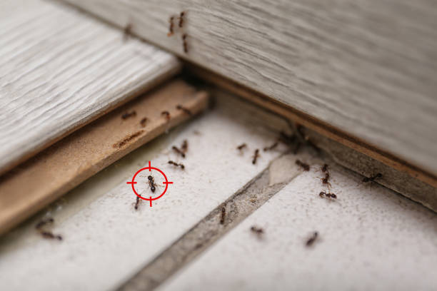  Idaho Springs, CO Pest Control Pros