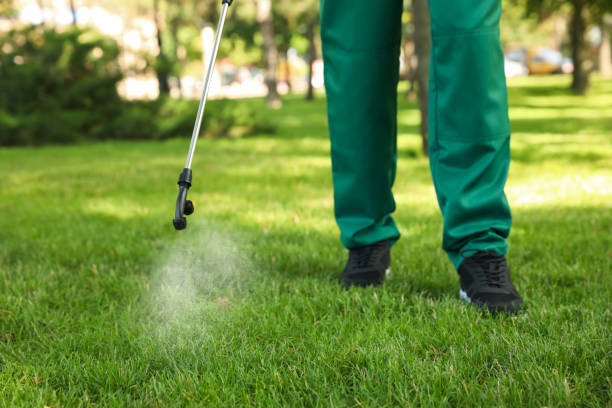Best Termite Control Services  in Idaho Springs, CO