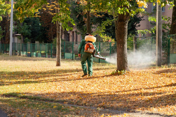 Wasp Removal Services in Idaho Springs, CO