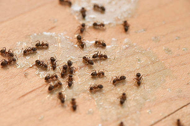 Best Pest Control Cost  in Idaho Springs, CO