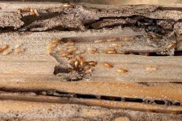 Spider Control Near Me in Idaho Springs, CO