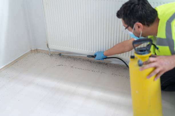 Best Pest Removal Services  in Idaho Springs, CO