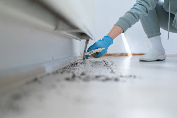 Best Pest Prevention Services  in Idaho Springs, CO